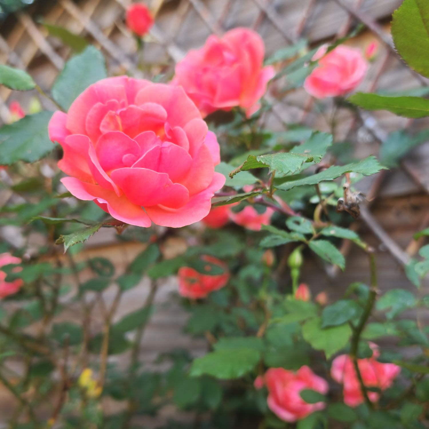 Knockout Roses