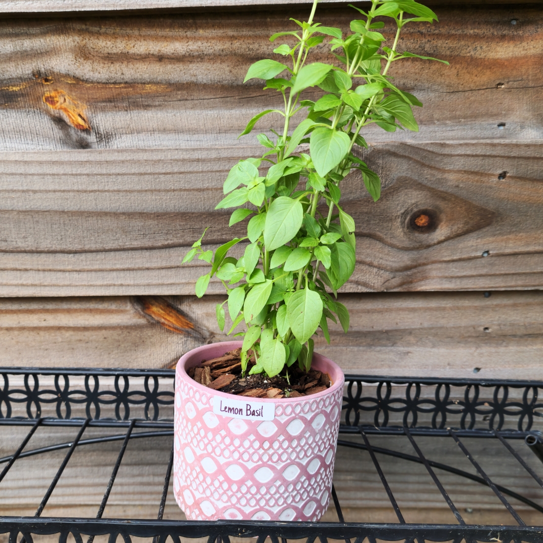 Everleaf Lemon Basil