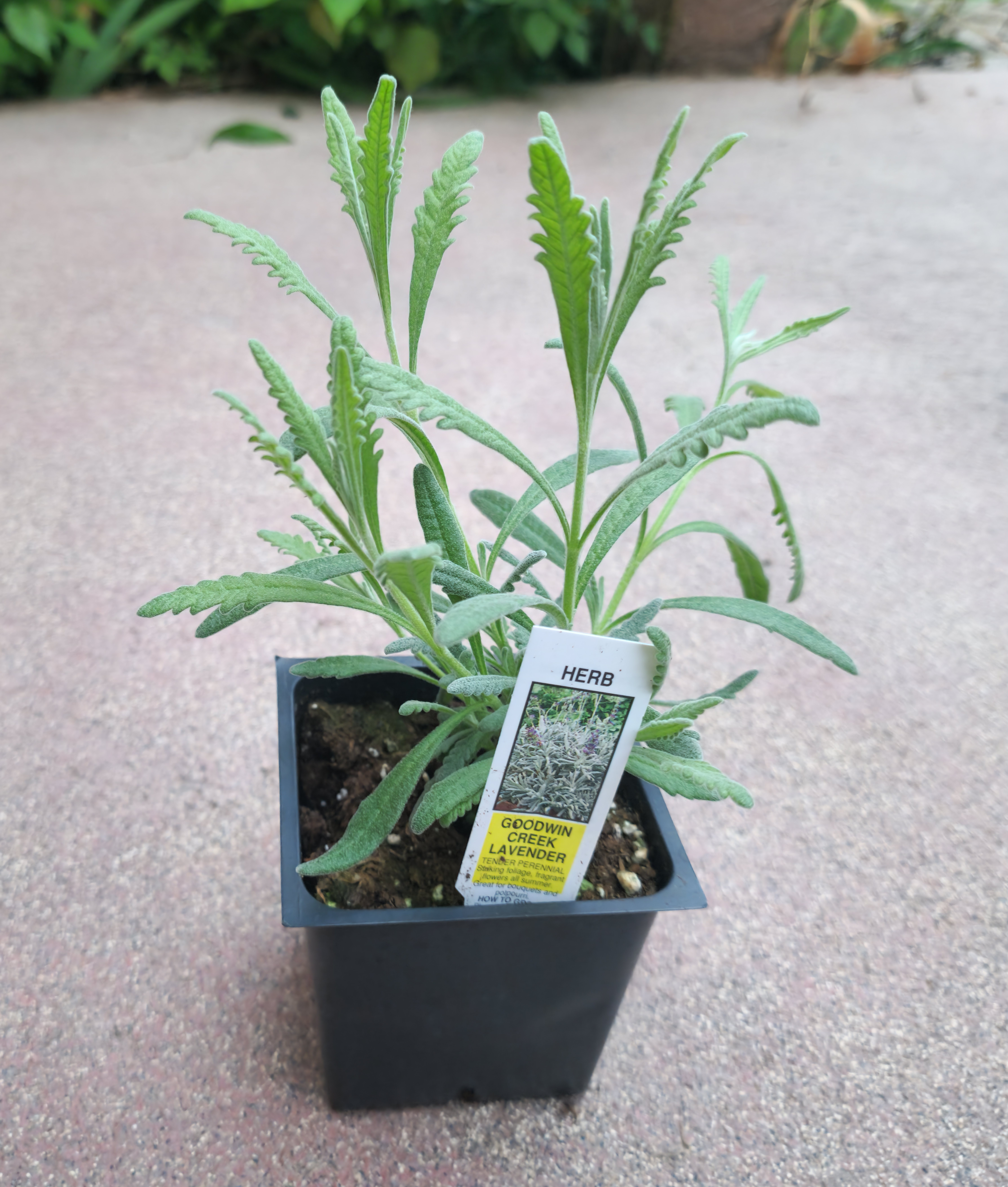 Goodwin Creek Lavender
