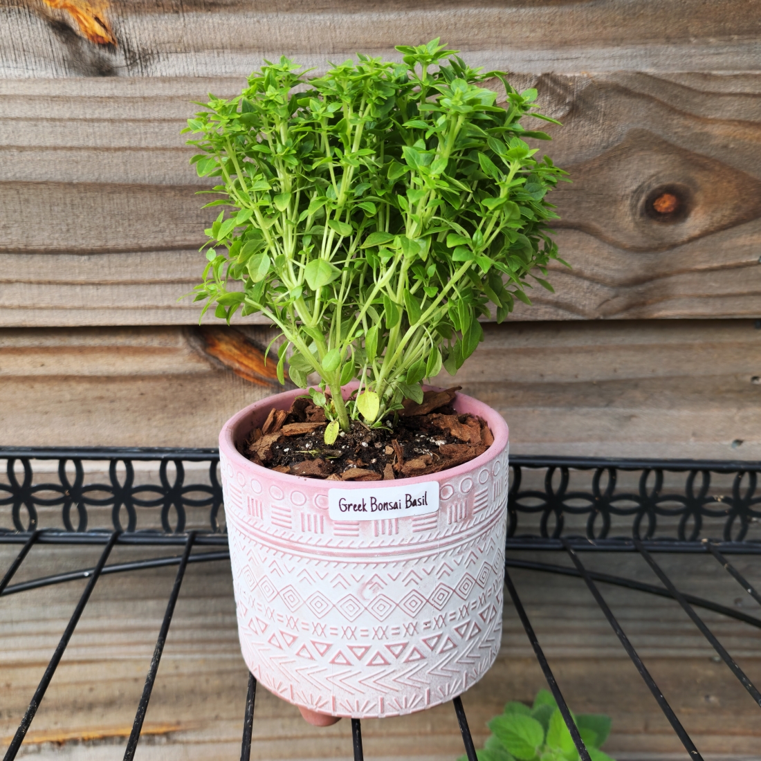 Bonsai Basil (Greek Basil)