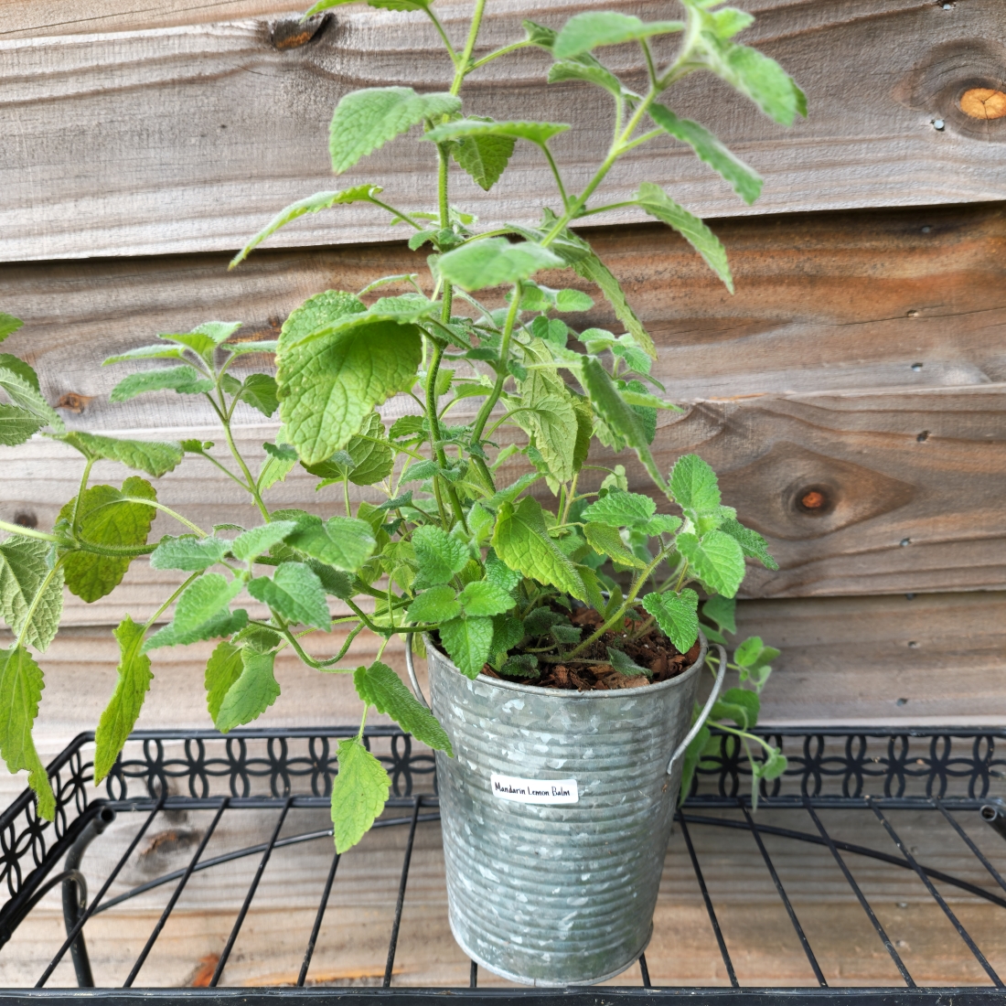 Mandarin Lemon Balm