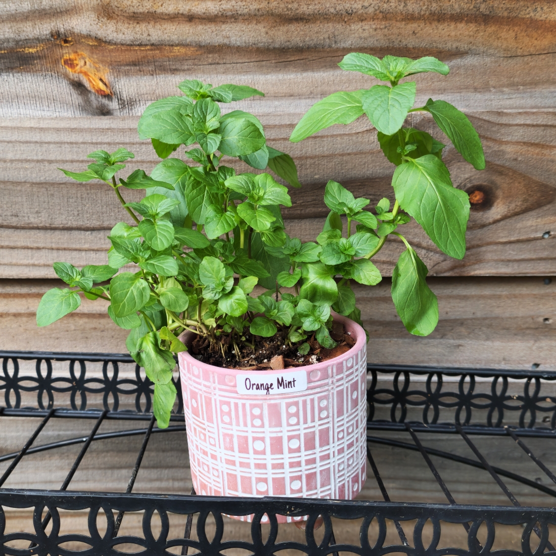 Orange Mint