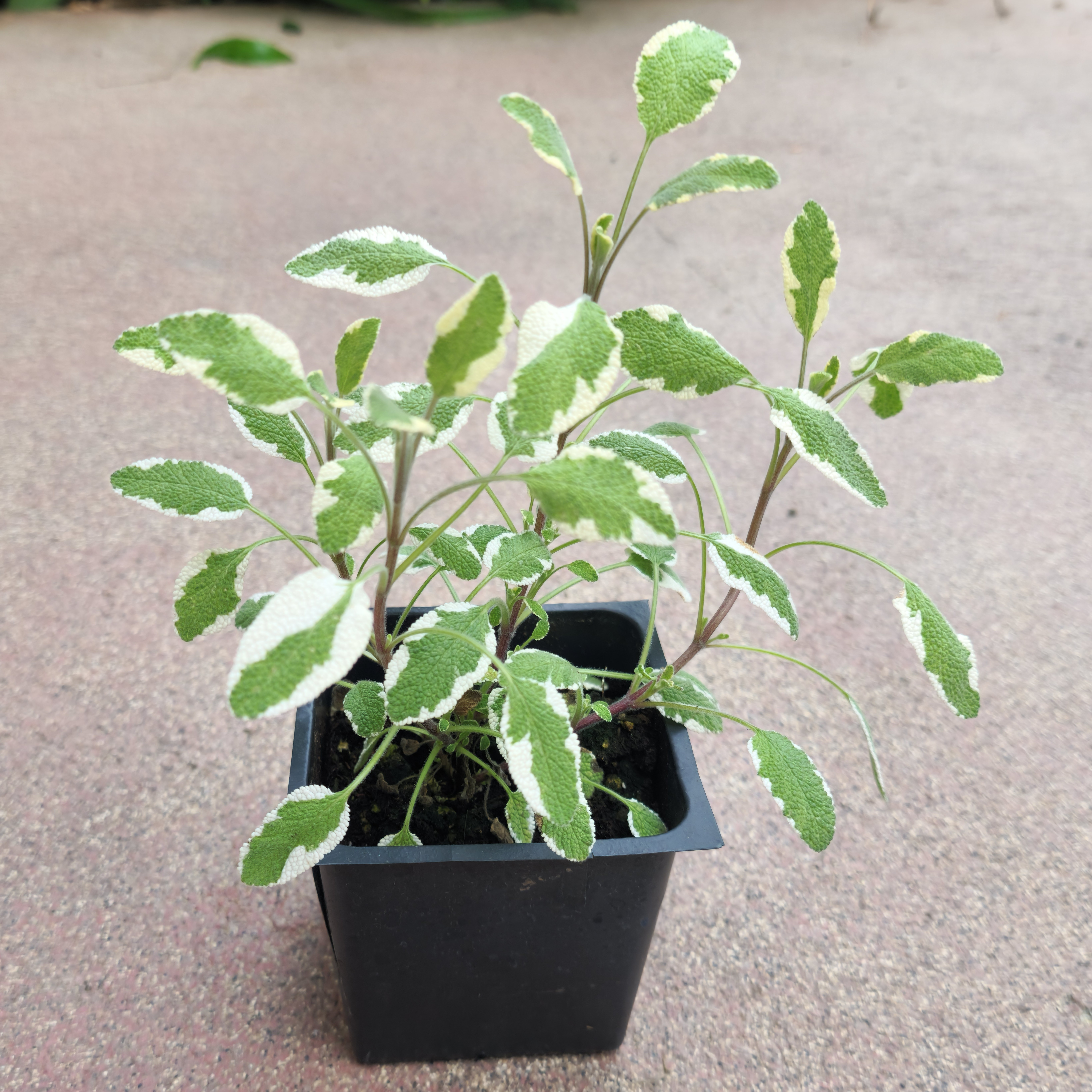 Tricolor Sage