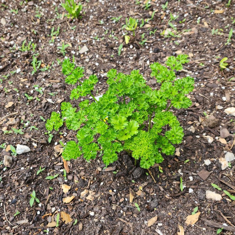 Parsley