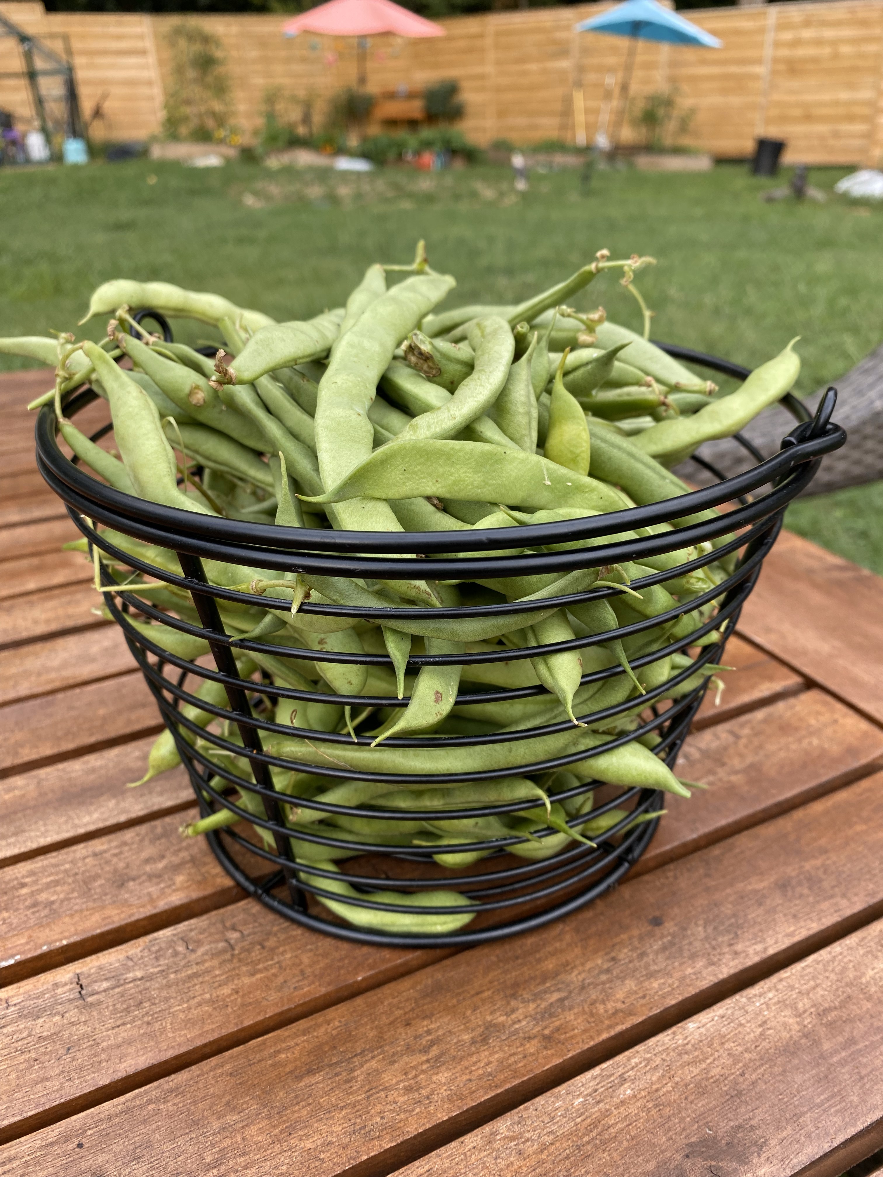 Bush Beans