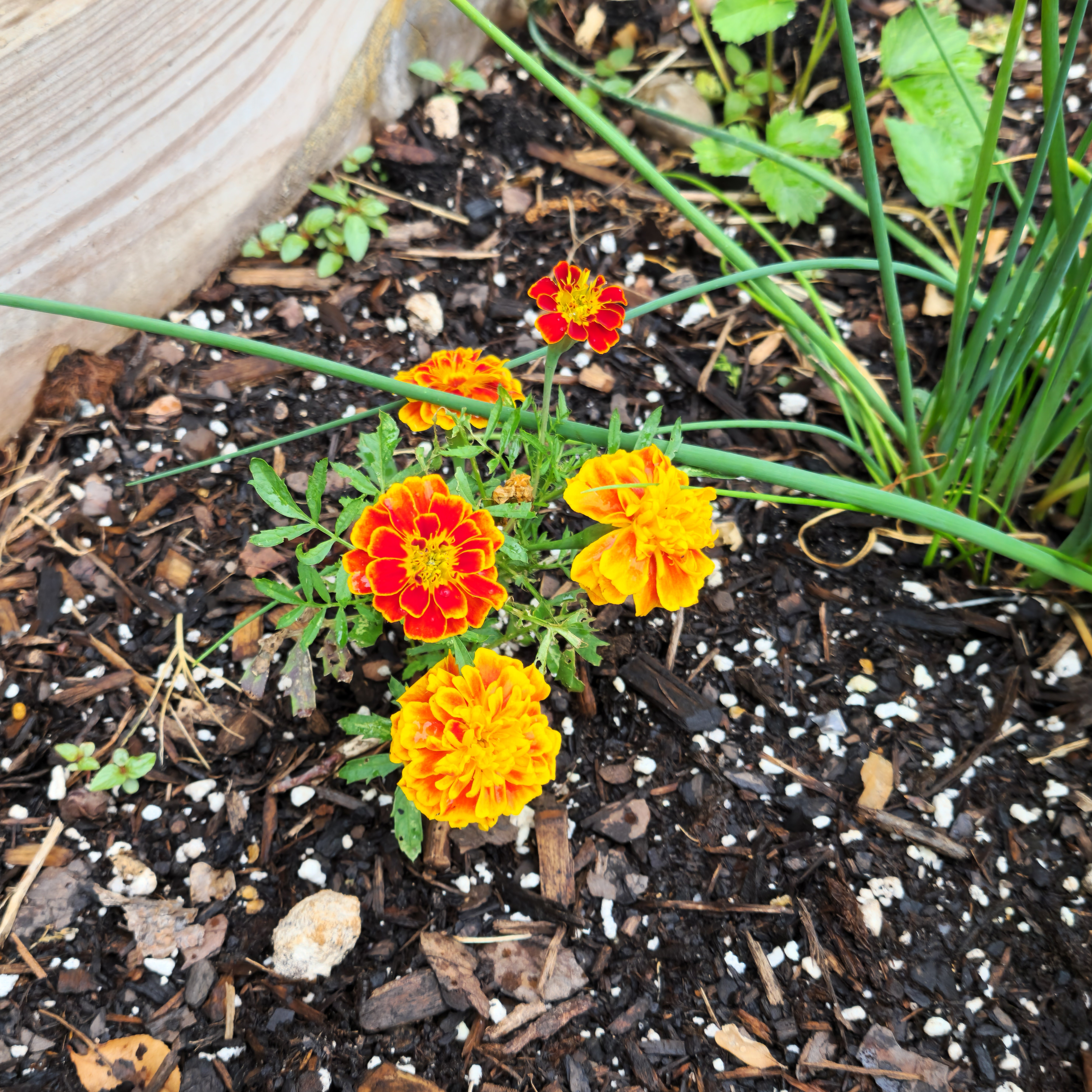 Bonanza Bee Marigold