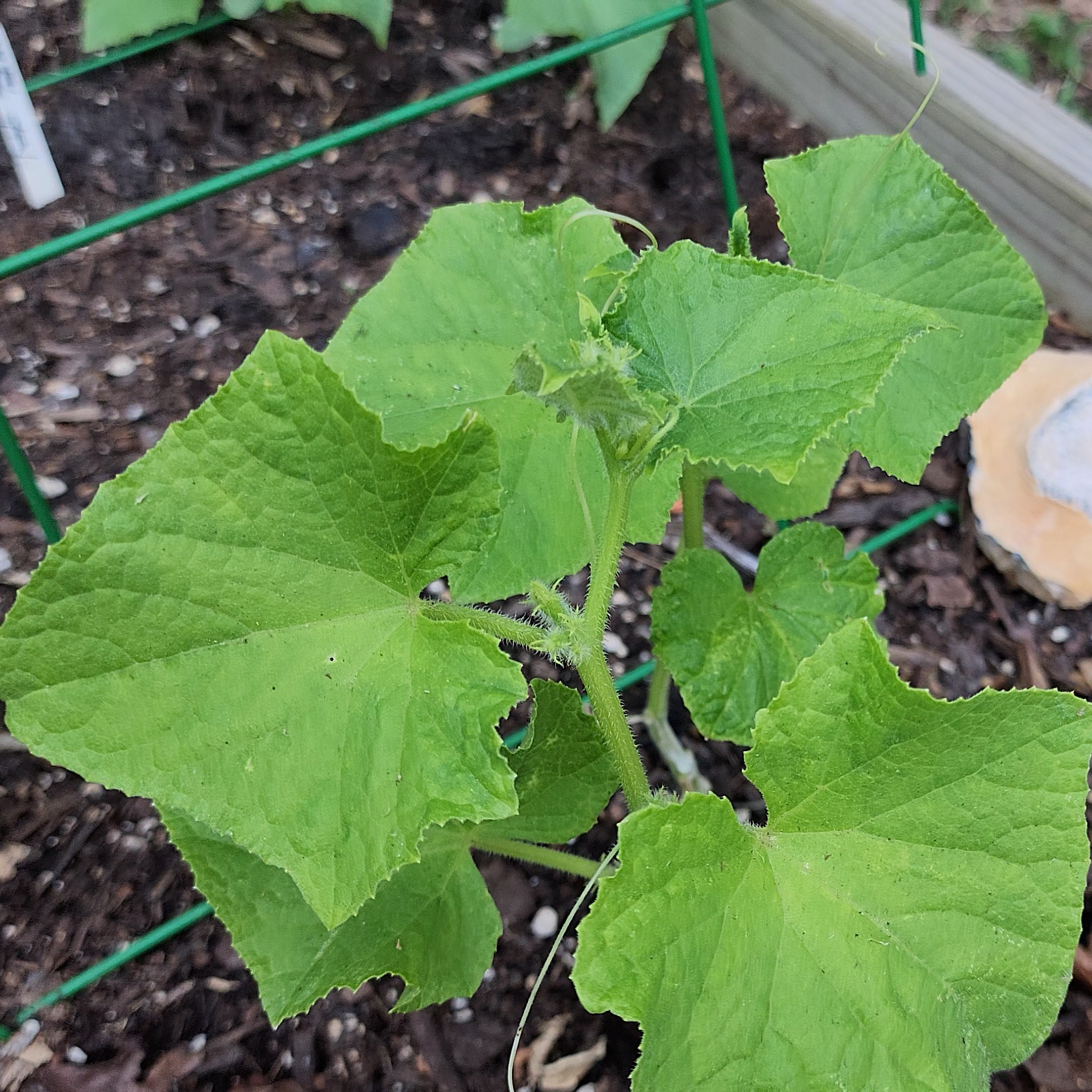 Pickling Cucumber