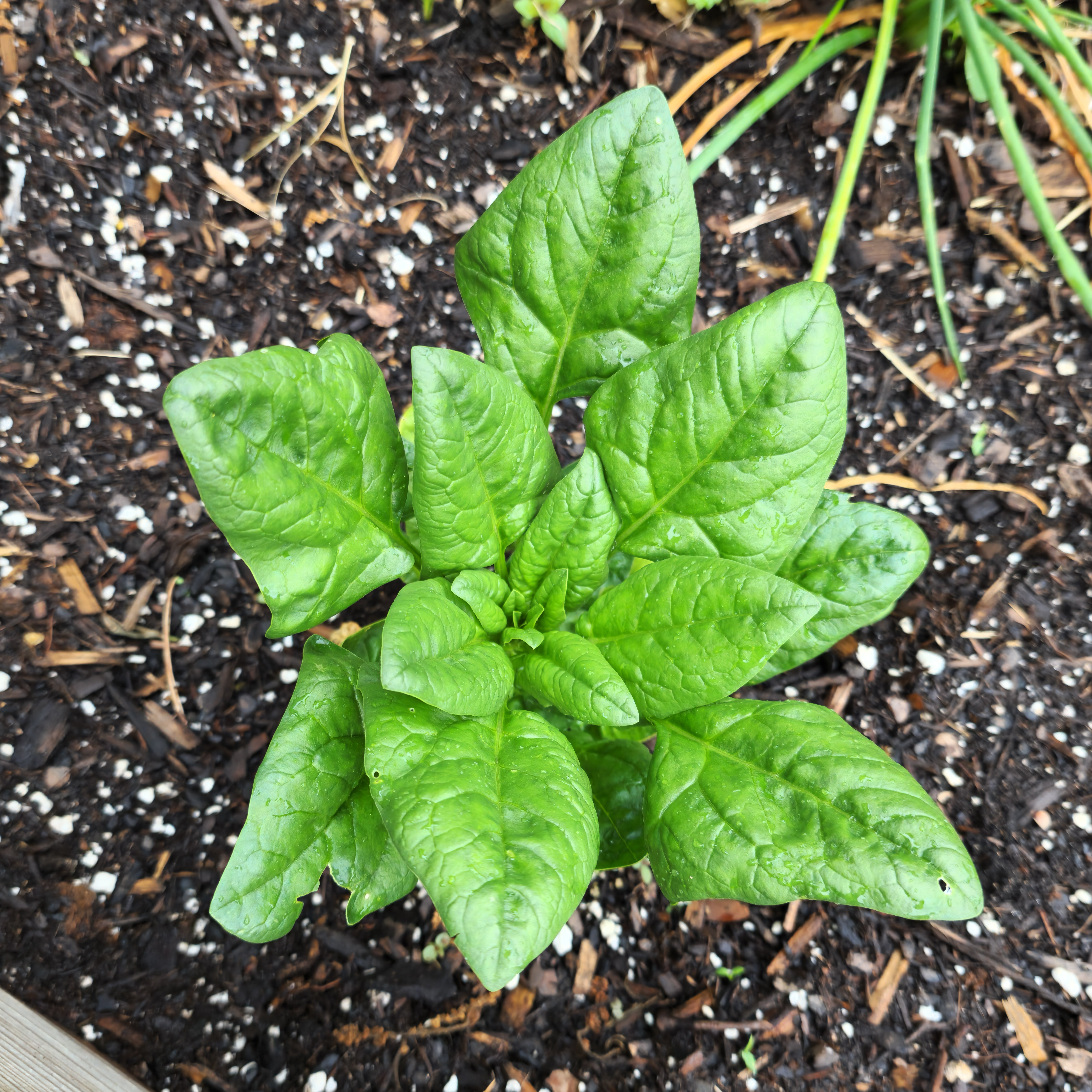 Spinach (Bonnie variety)