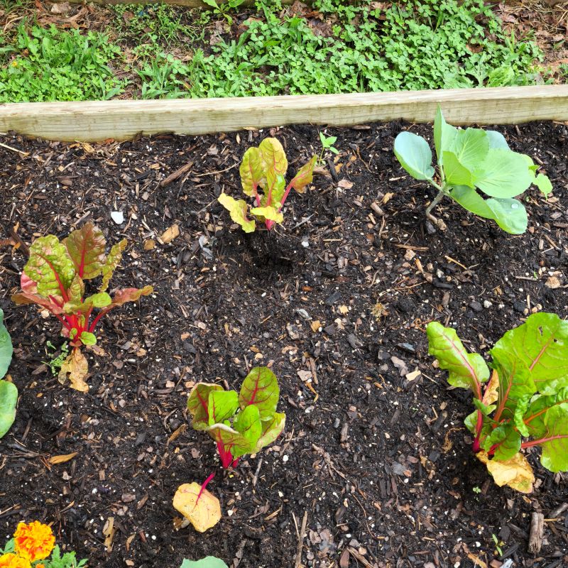 Swiss Chard 'Bright Lights'