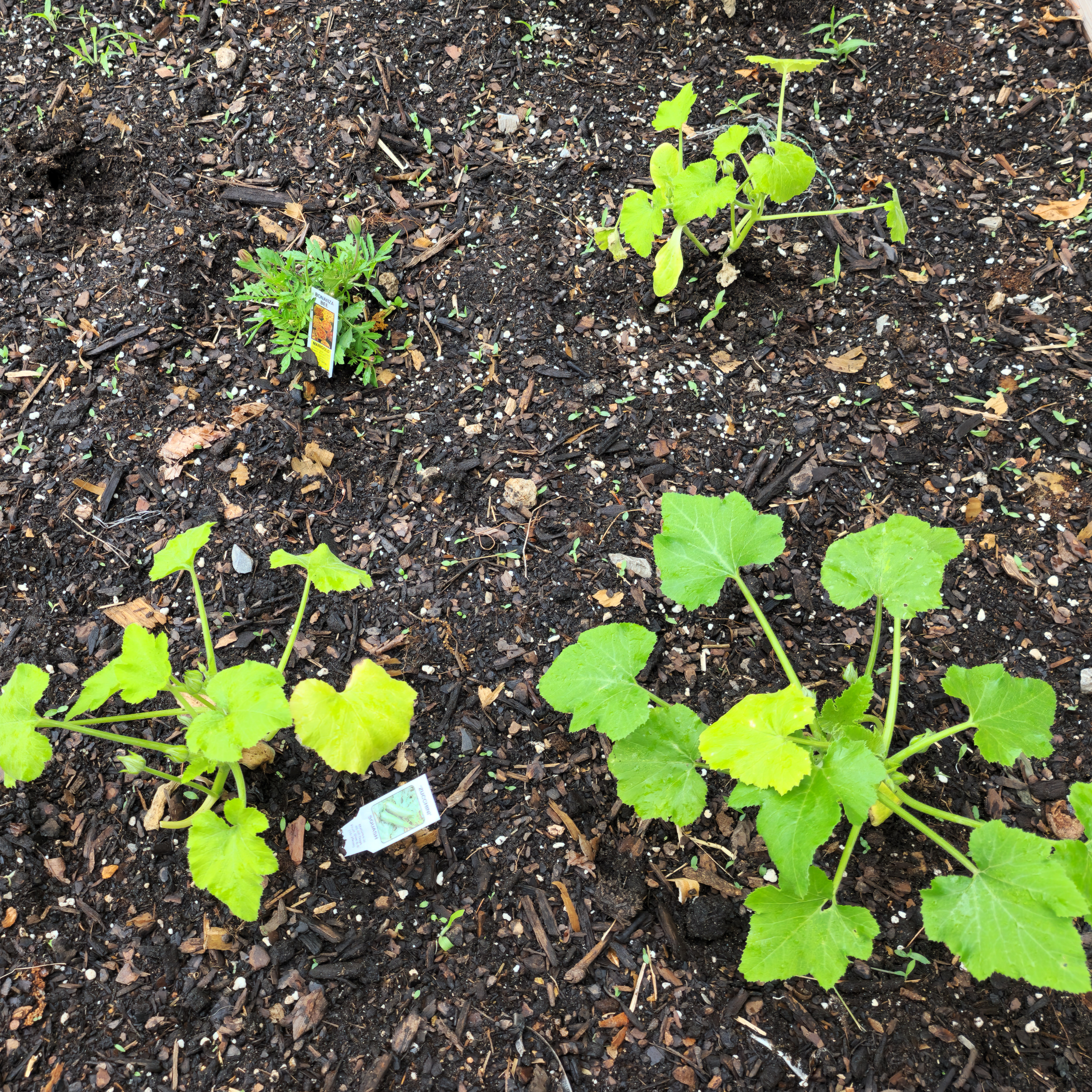 Zucchini