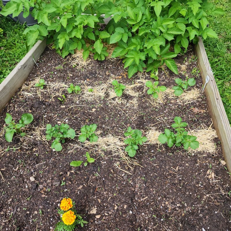 Yukon Gold Potato