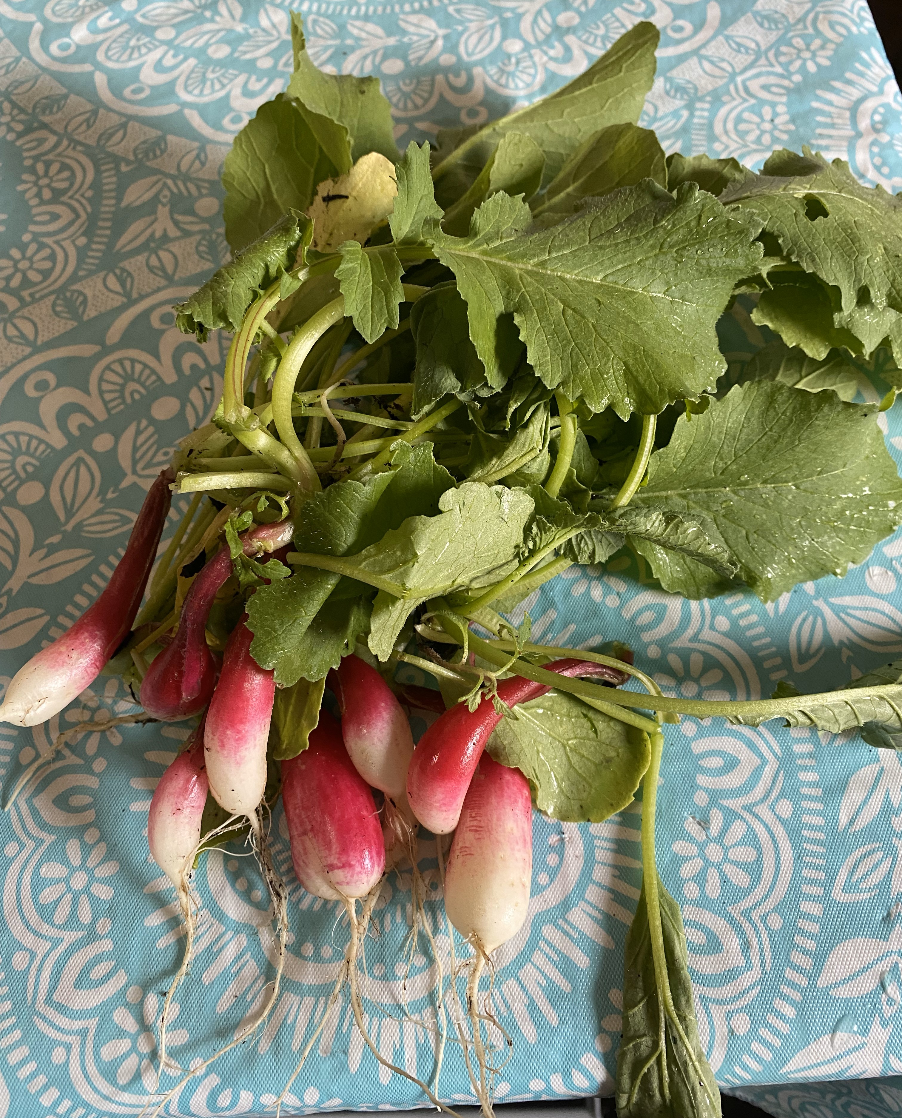 French Breakfast Radish